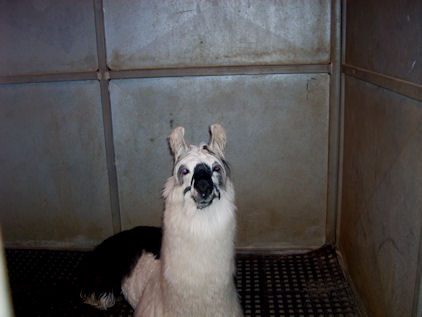 Llama